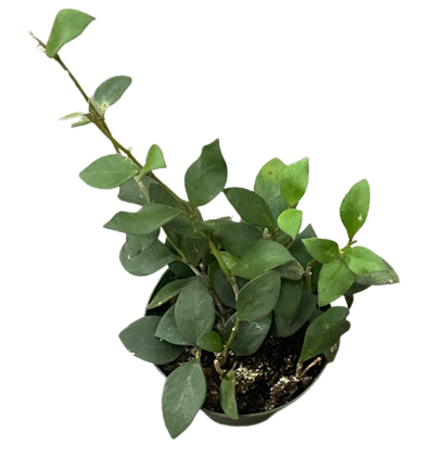 Pubera